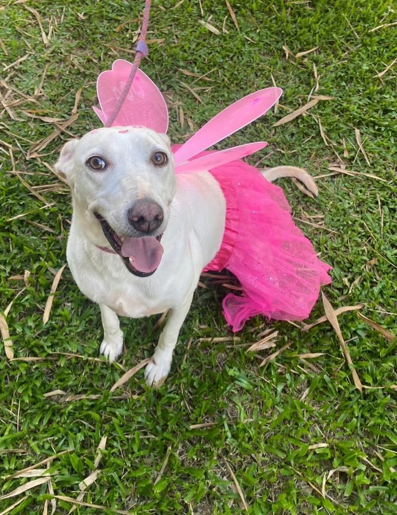 Lady, cadela de porte médio para adoção em Garibaldi - RS