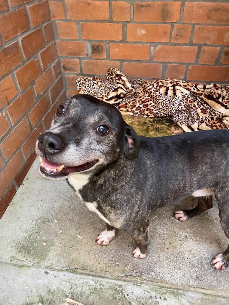 Max, cachorro de porte pequeno para adoção em Garibaldi - RS