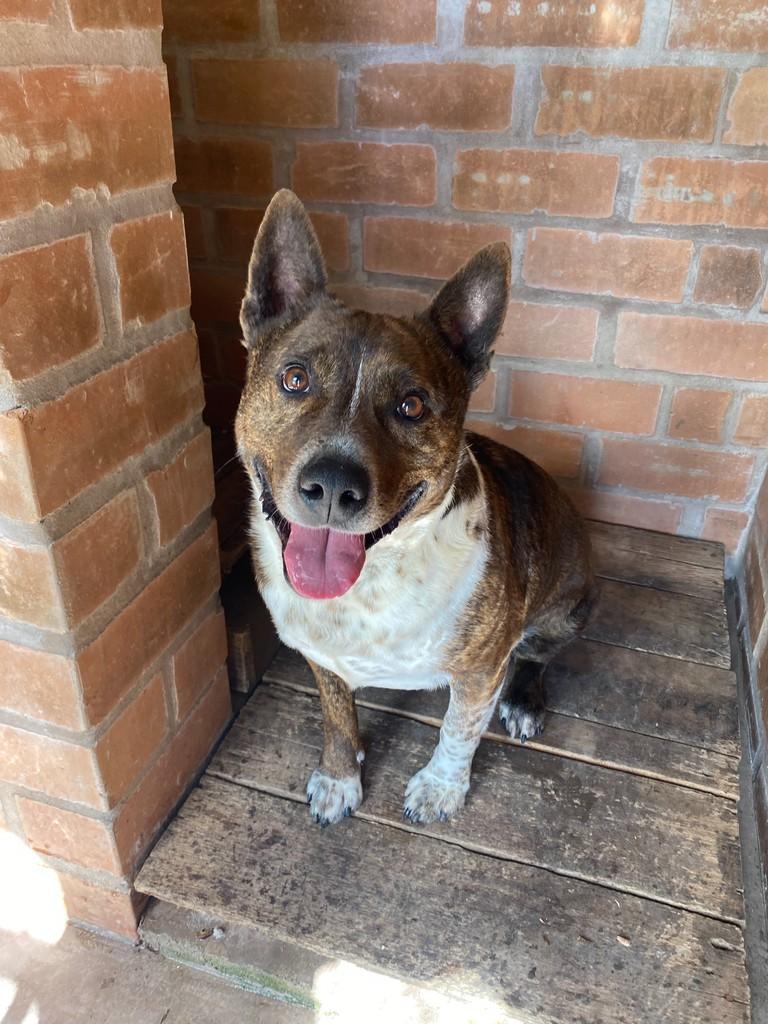 Rambo, cachorro de porte médio para adoção em Garibaldi - RS