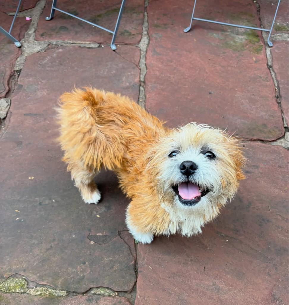Kimi, cachorro de porte pequeno para adoção em Garibaldi - RS