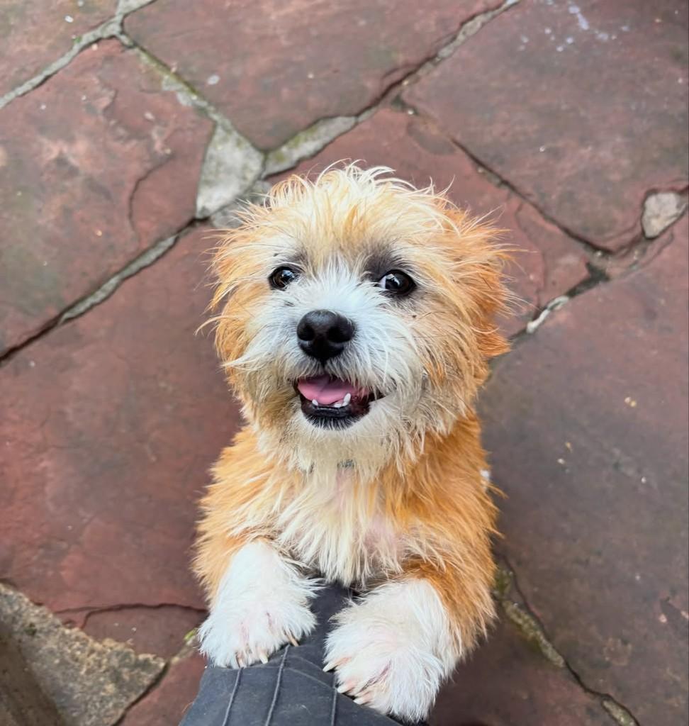 Kimi, cachorro de porte pequeno para adoção em Garibaldi - RS — foto 2 de 2