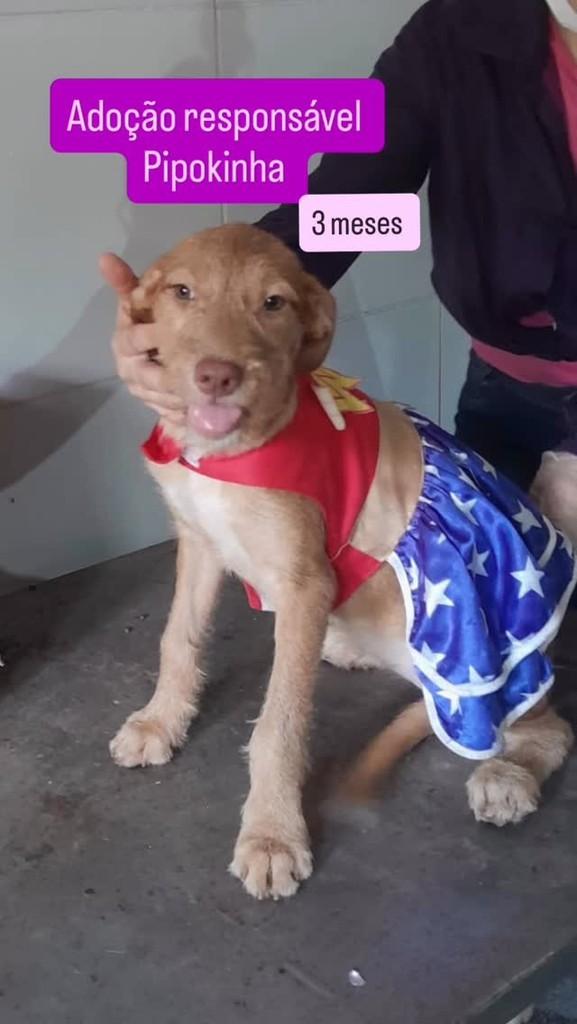Pipokinha, cachorro de porte pequeno para adoção em Cachoeirinha - PE