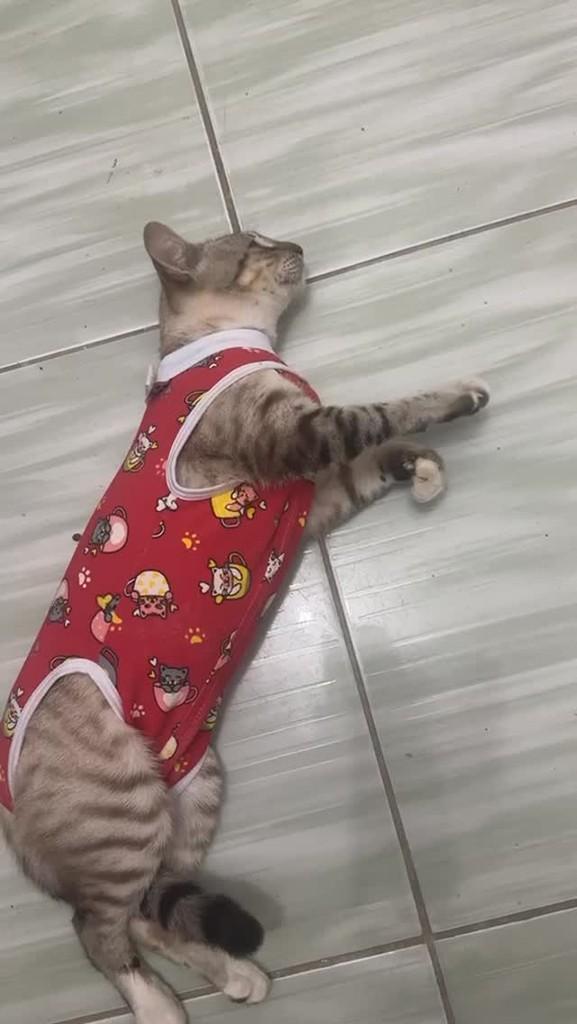 Theo, gato de porte médio para adoção em Cachoeirinha - PE