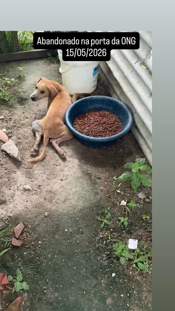 Vitório, cachorro de porte pequeno para adoção em Cachoeirinha - PE