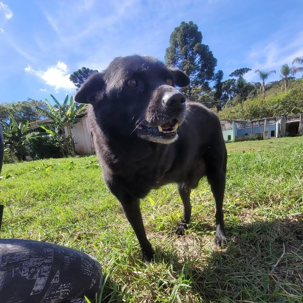 Homer, cachorro de porte médio para adoção em Curitiba - PR