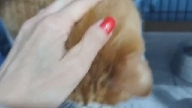 Geleia, gato de porte pequeno para adoção em Curitiba - PR