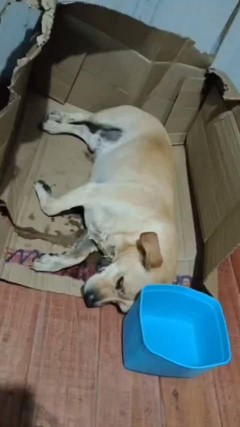Pimpolho, cachorro de porte pequeno para adoção em Curitiba - PR