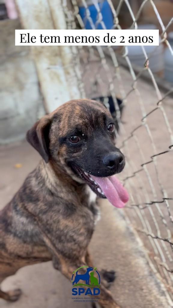 Bob, cachorro de porte pequeno para adoção em Divinópolis - MG