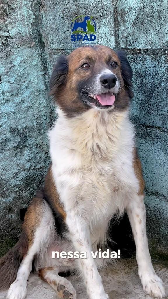 Bonie, cachorro de porte médio para adoção em Divinópolis - MG