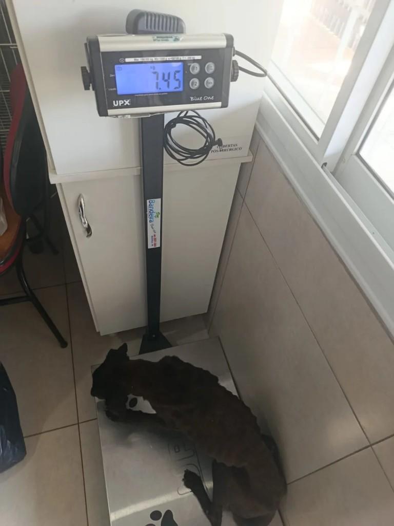 Chico, cachorro de porte pequeno para adoção em Paranavaí - PR