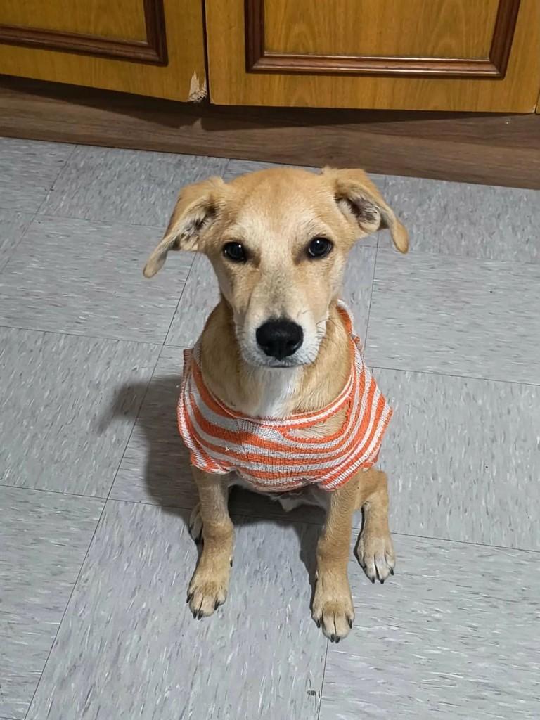 Charlie, cachorro de porte pequeno para adoção em Sorocaba - SP