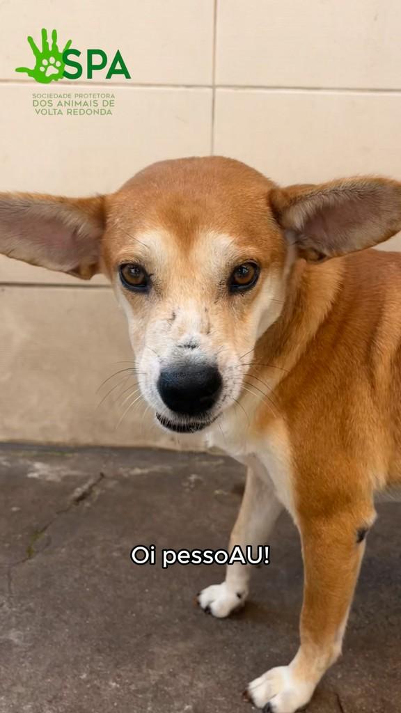 Gepeto, cachorro de porte médio para adoção em Volta Redonda - RJ