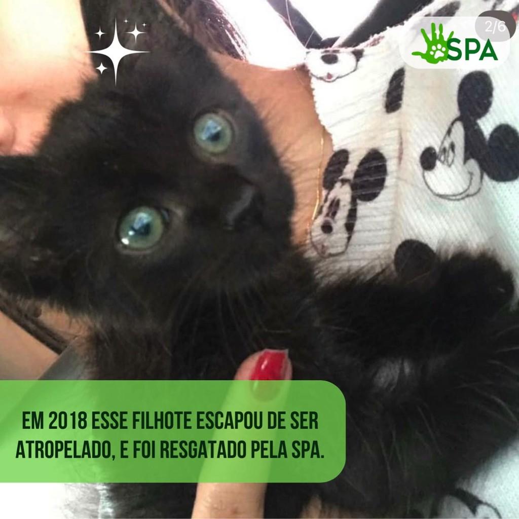Romeu, gato para adoção em Volta Redonda - RJ
