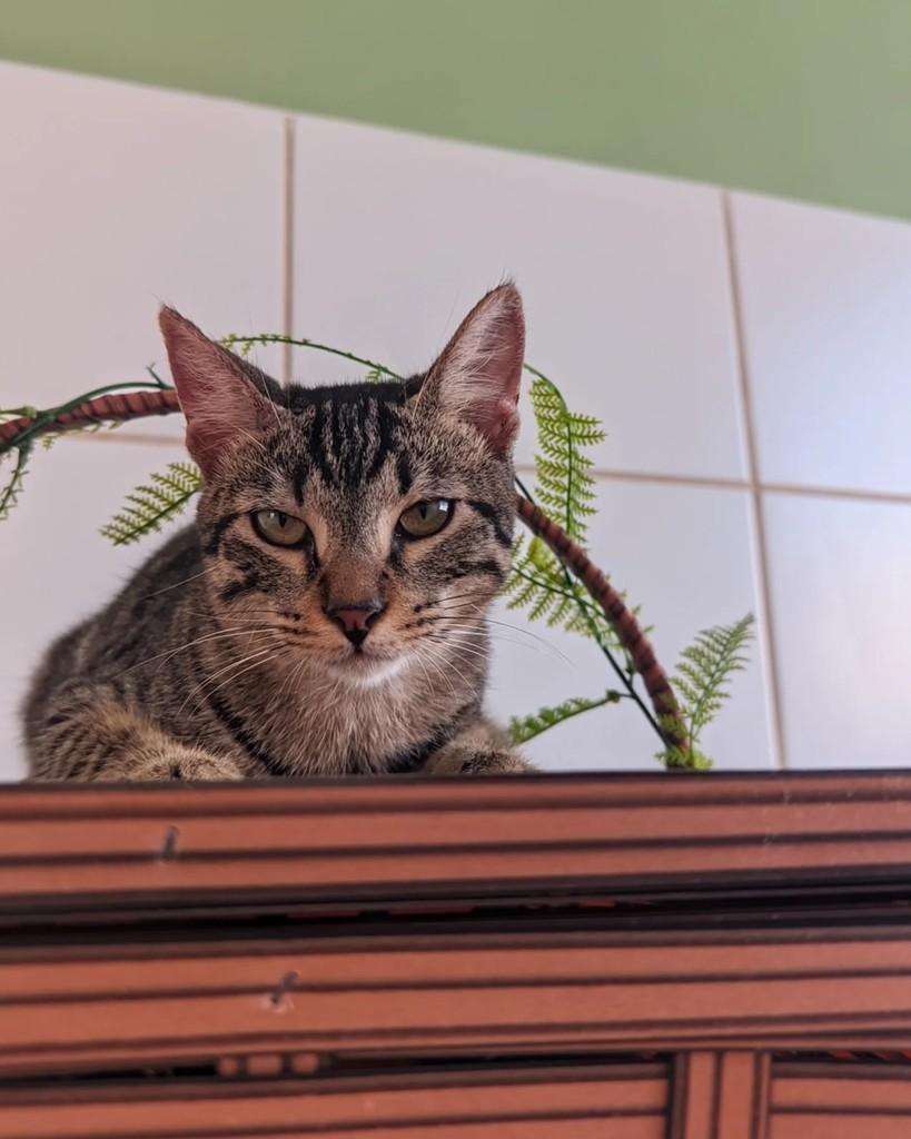 Tigrão, gato de porte pequeno para adoção em Coronel Fabriciano - MG