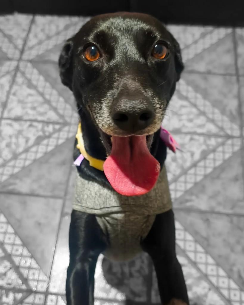 Bayley, cadela de porte médio para adoção em Coronel Fabriciano - MG — foto 2 de 5
