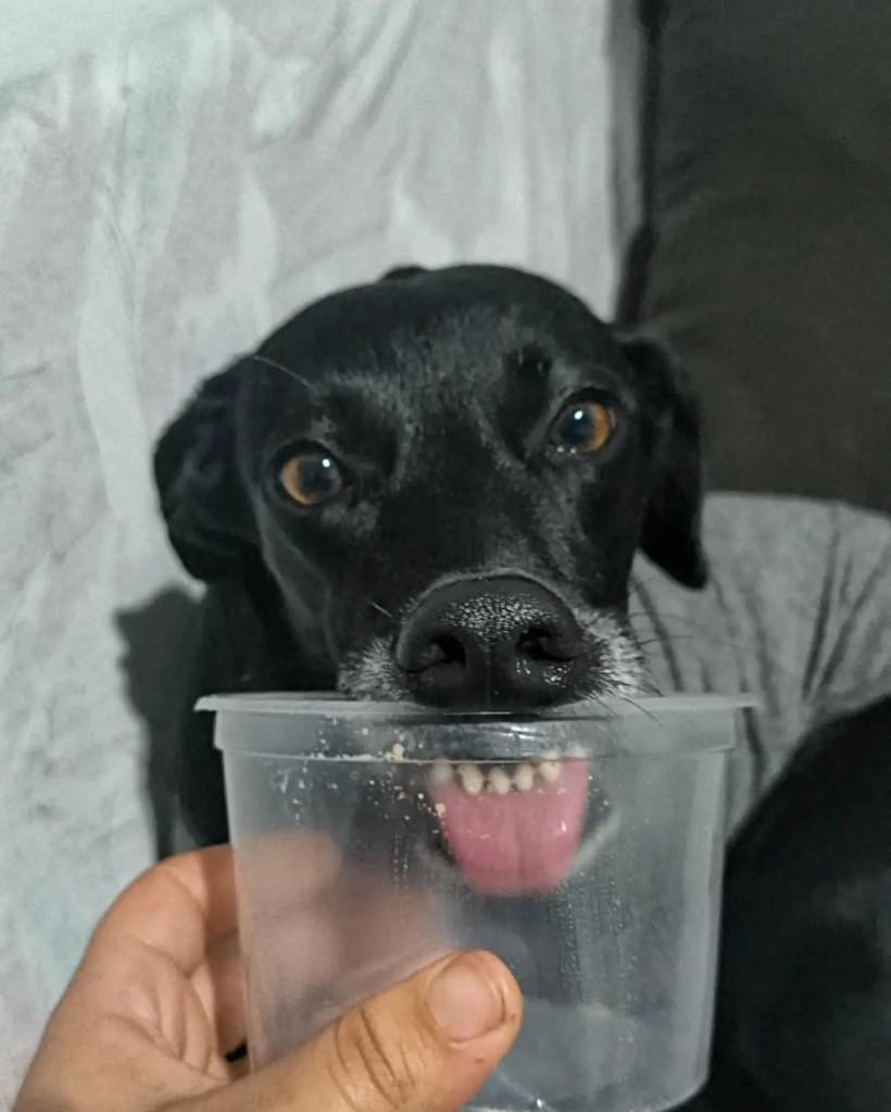 Bayley, cadela de porte médio para adoção em Coronel Fabriciano - MG — foto 3 de 5
