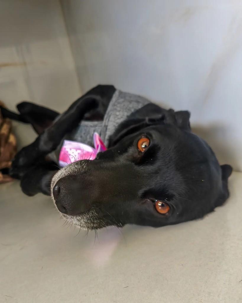 Bayley, cadela de porte médio para adoção em Coronel Fabriciano - MG — foto 4 de 5