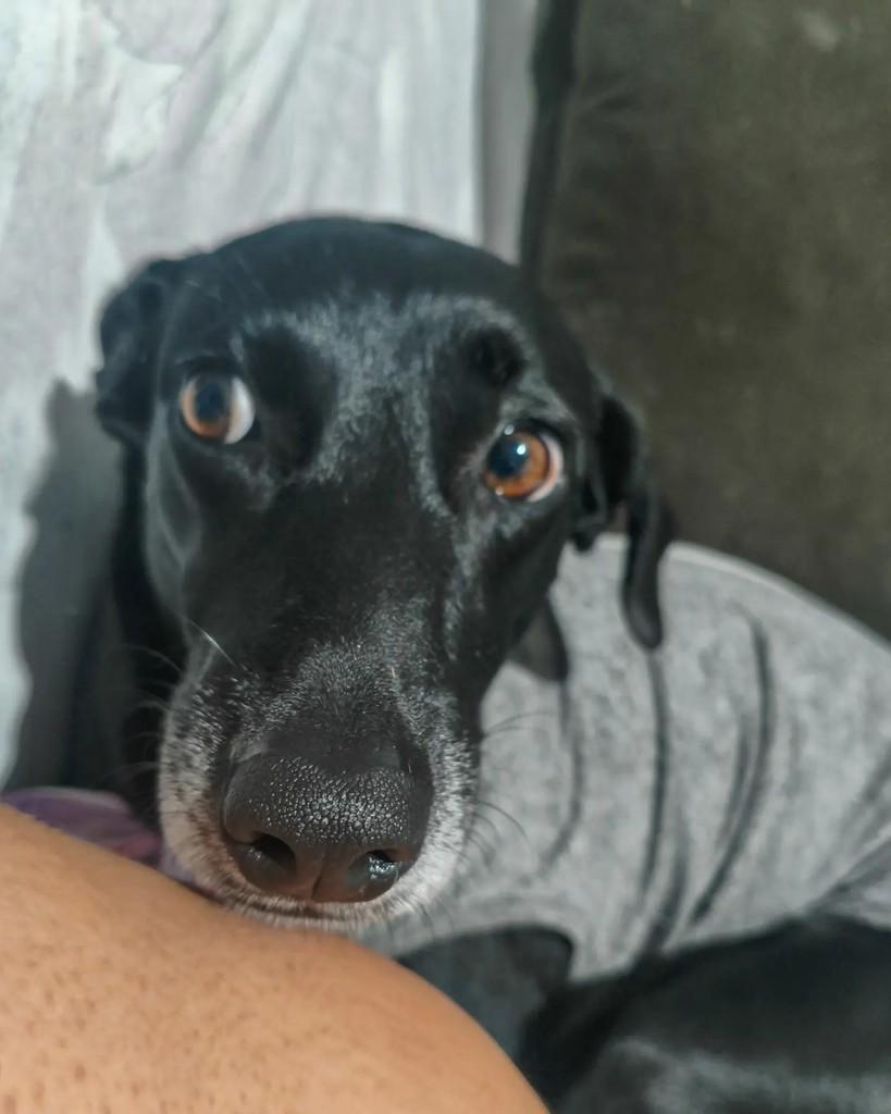 Bayley, cadela de porte médio para adoção em Coronel Fabriciano - MG — foto 5 de 5
