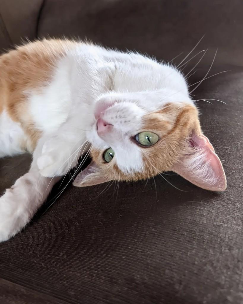 Lala, gata de porte médio para adoção em Coronel Fabriciano - MG