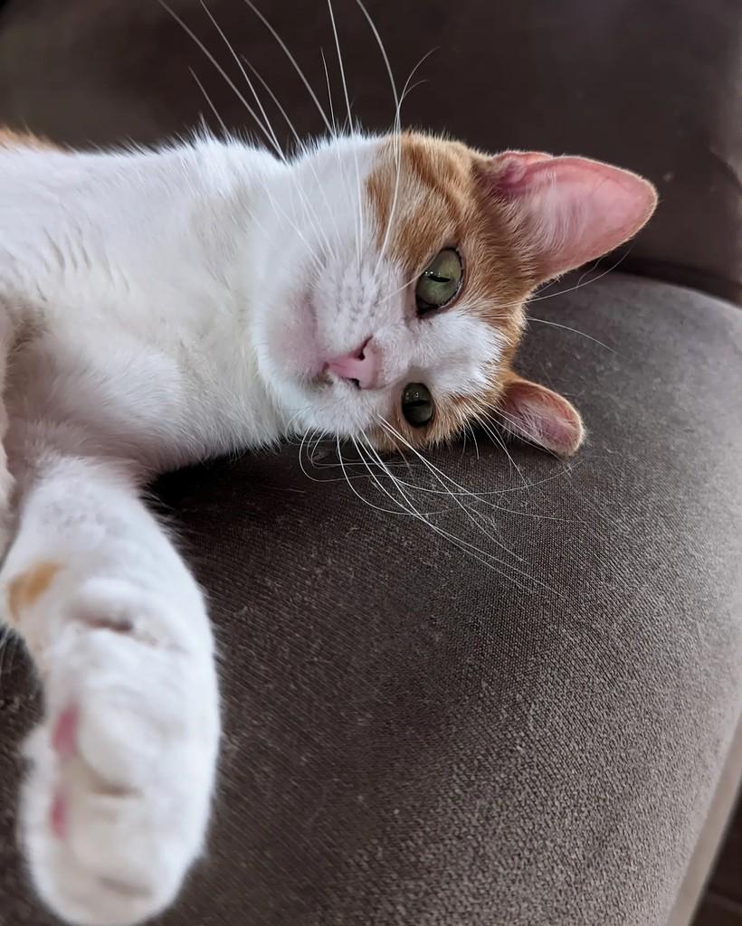 Lala, gata de porte médio para adoção em Coronel Fabriciano - MG — foto 2 de 4