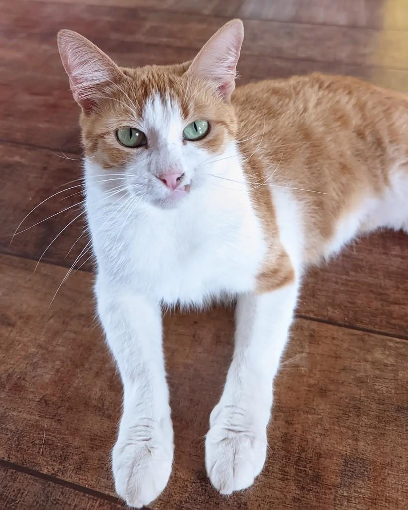 Lala, gata de porte médio para adoção em Coronel Fabriciano - MG — foto 3 de 4