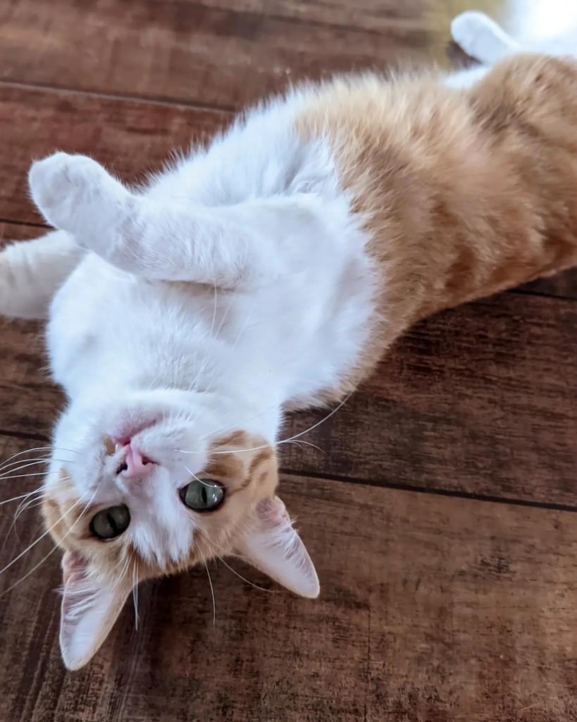Lala, gata de porte médio para adoção em Coronel Fabriciano - MG — foto 4 de 4