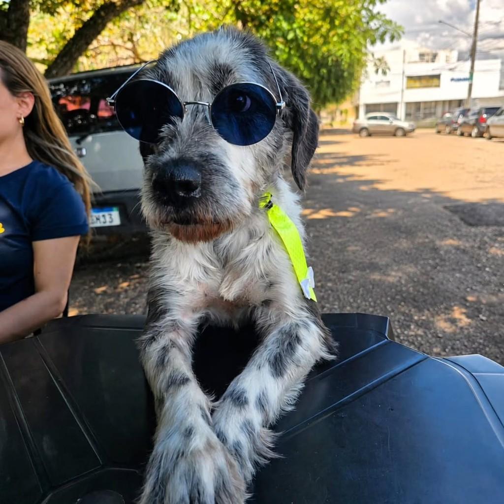 Tuf's, cachorro de porte médio para adoção em Campo Grande - MS
