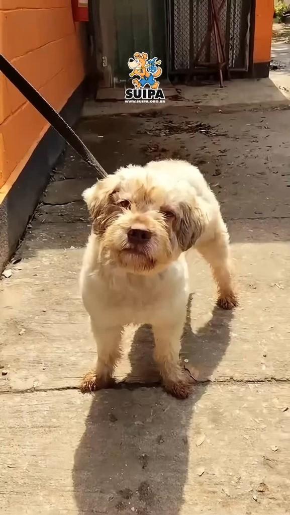 Príncipe, cachorro de porte pequeno para adoção em Rio de Janeiro - RJ