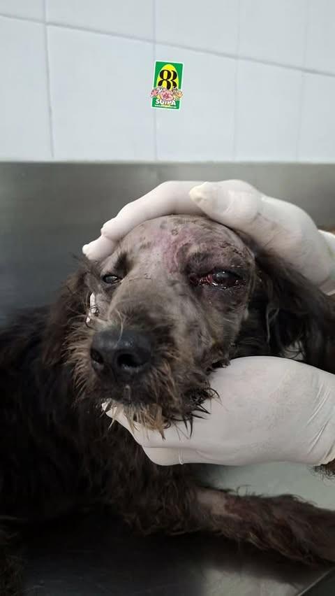 Suicão, cachorro de porte médio para adoção em Rio de Janeiro - RJ