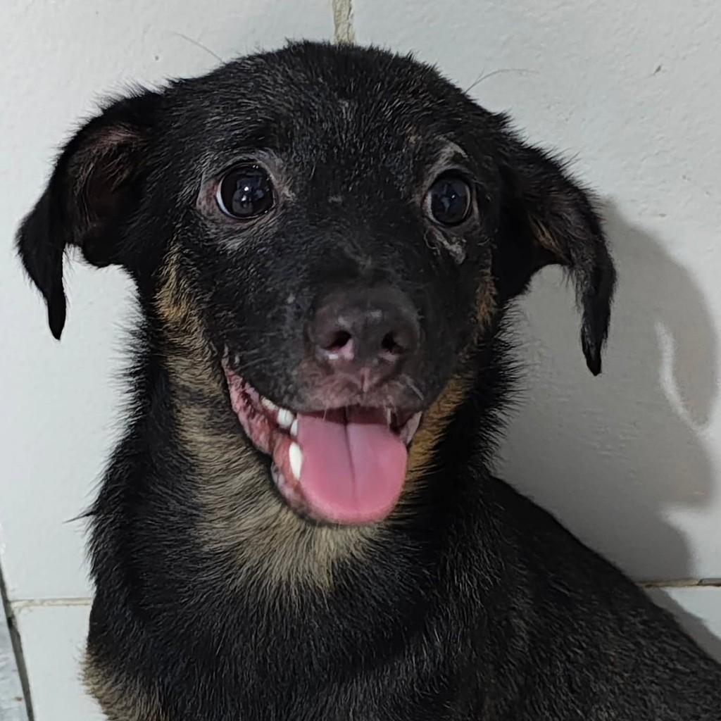 Zara, cadela de porte pequeno para adoção em São Paulo - SP