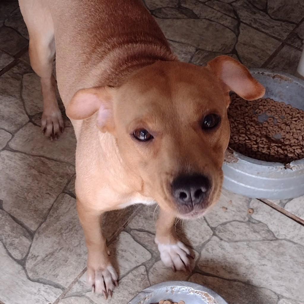 Thor, cachorro de porte médio para adoção em São Paulo - SP