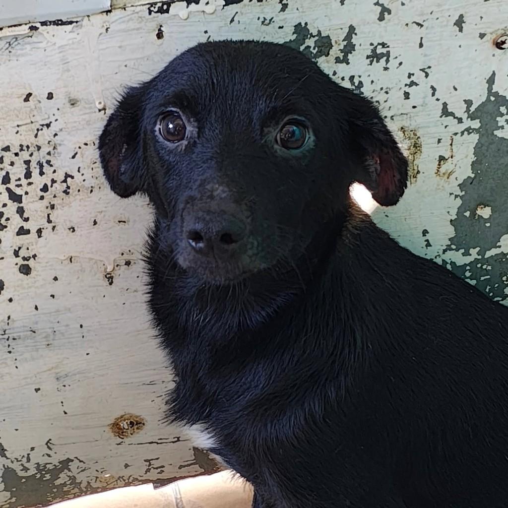 Zak, cachorro de porte pequeno para adoção em São Paulo - SP