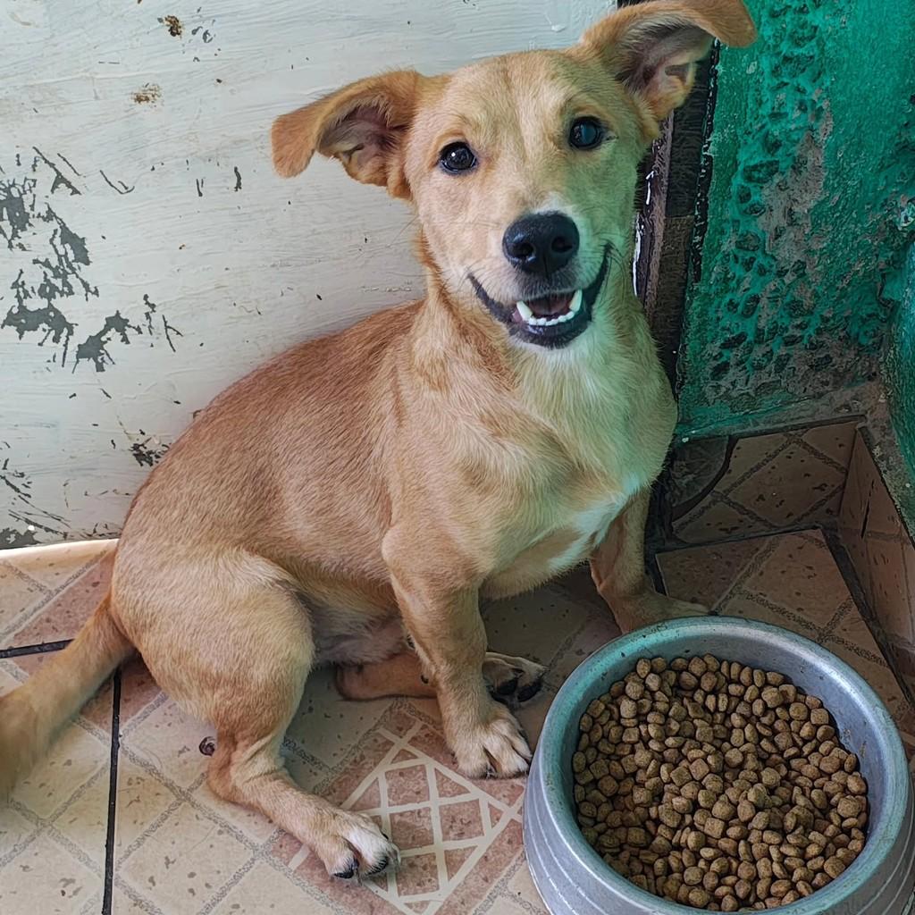 Pipo, cachorro de porte pequeno para adoção em São Paulo - SP