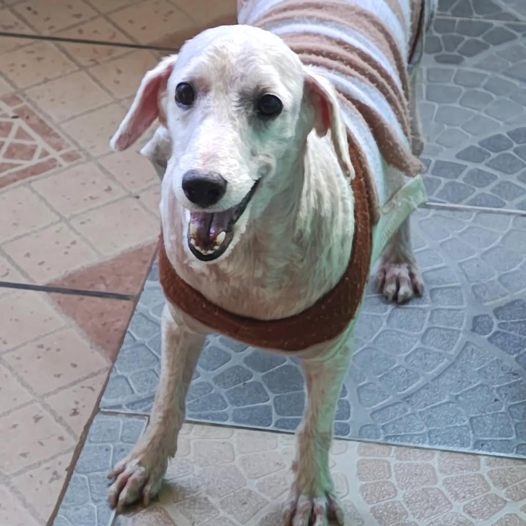 Olaf, cachorro de porte pequeno para adoção em São Paulo - SP