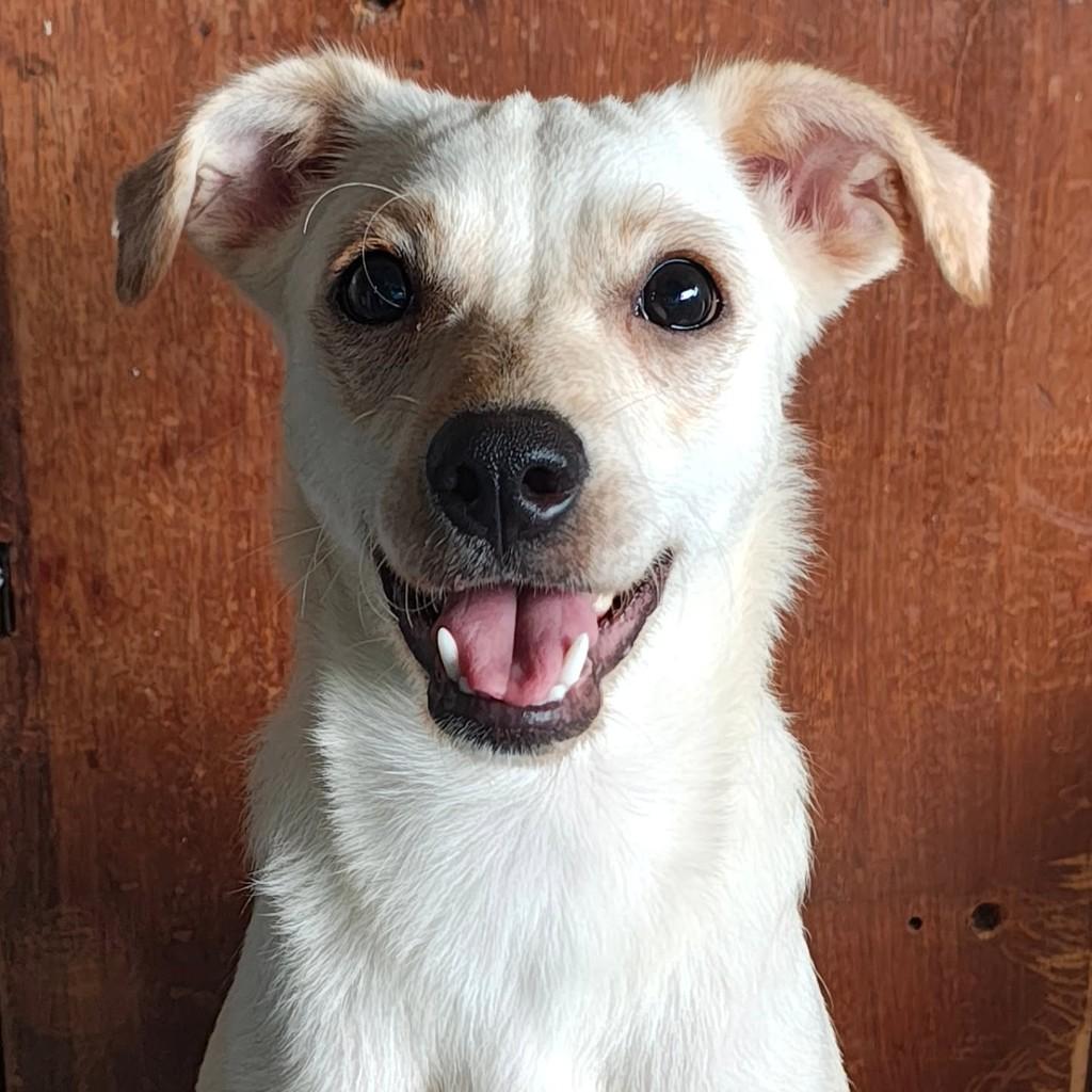 Vanilla, cachorro de porte médio para adoção em São Paulo - SP