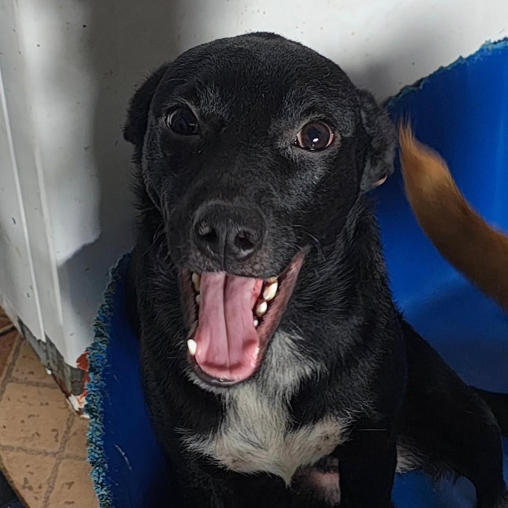 Café, cachorro de porte médio para adoção em São Paulo - SP