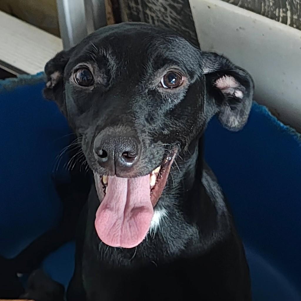 Faísca, cachorro de porte médio para adoção em São Paulo - SP