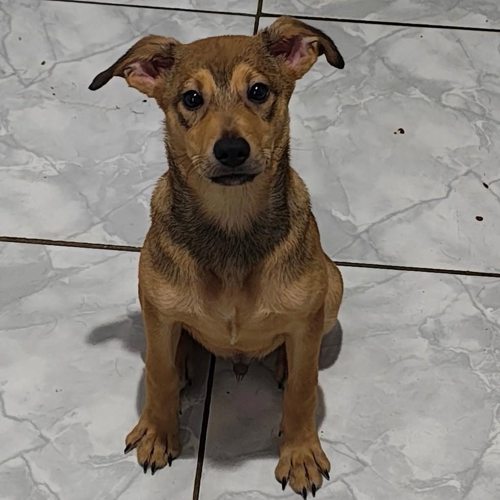 Nero, cachorro de porte pequeno para adoção em São Paulo - SP