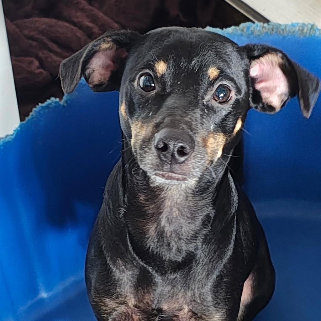 Feijão, cachorro de porte pequeno para adoção em São Paulo - SP
