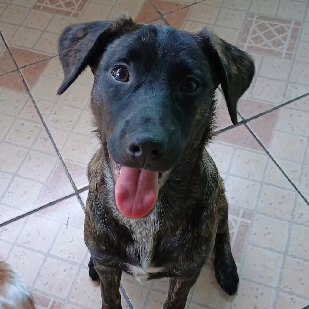 Cappuccino, cachorro de porte médio para adoção em São Paulo - SP
