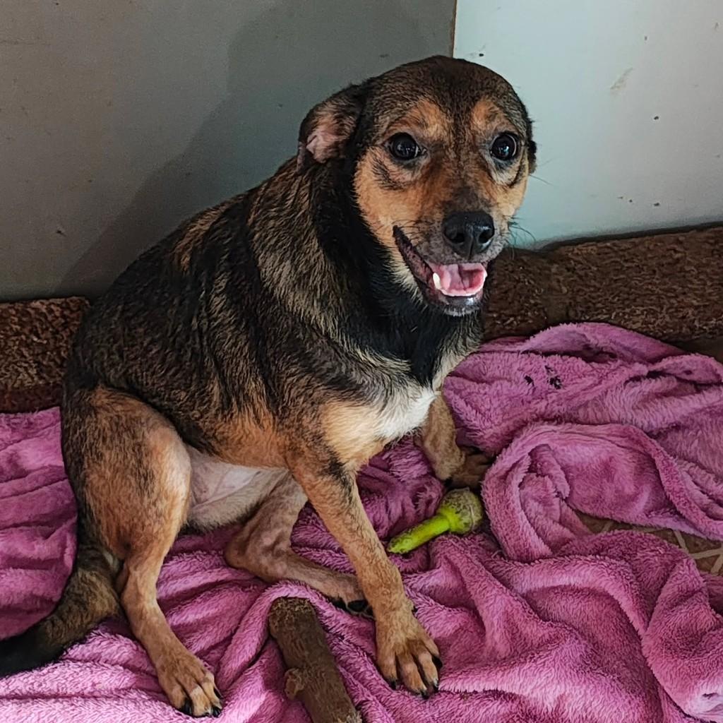 Amêndoa, cadela de porte pequeno para adoção em São Paulo - SP