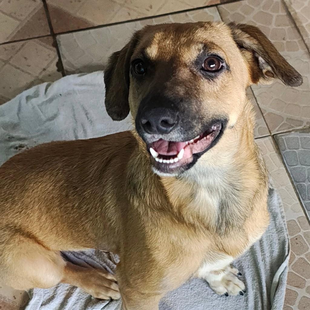 Zaira, cachorro de porte médio para adoção em São Paulo - SP