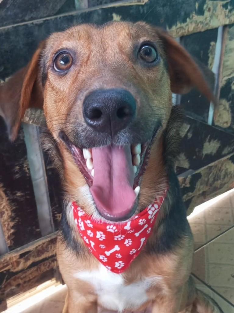 Canela, cachorro de porte médio para adoção em São Paulo - SP