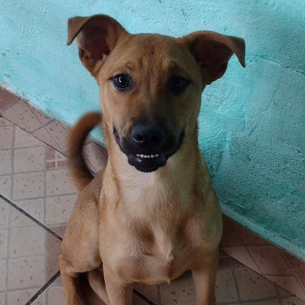 Zequinha, cachorro de porte médio para adoção em São Paulo - SP