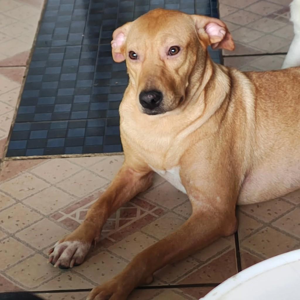 Mel, cachorro de porte médio para adoção em São Paulo - SP