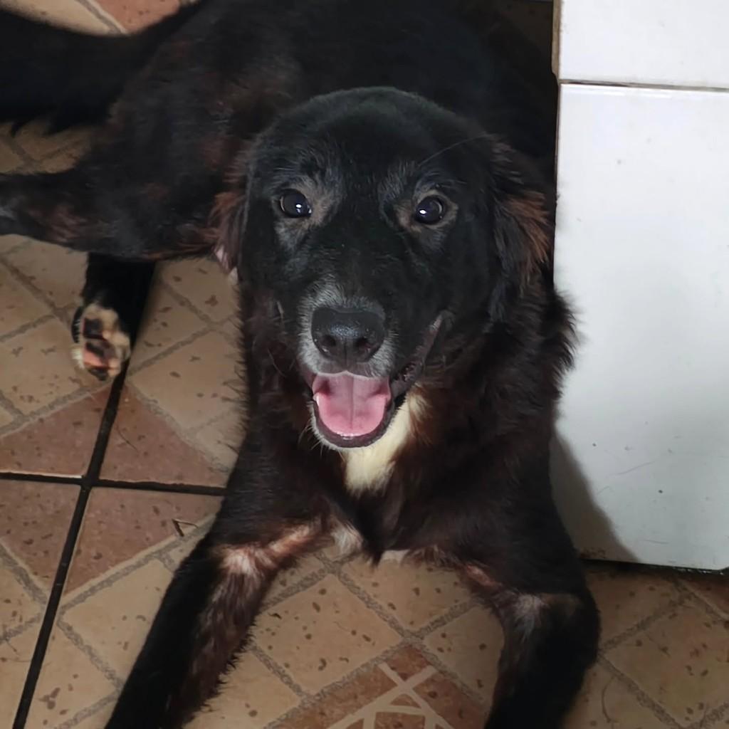 Banzé, cachorro de porte médio para adoção em São Paulo - SP