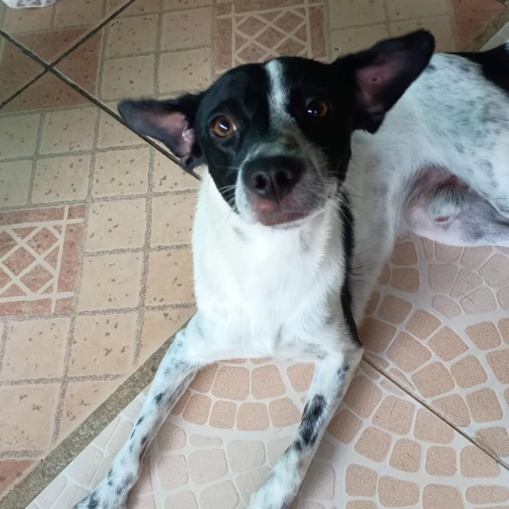 Flocos, cachorro de porte pequeno para adoção em São Paulo - SP
