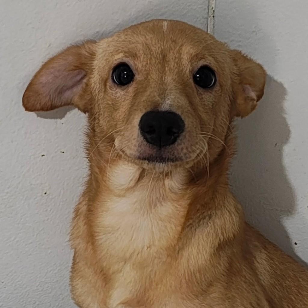 Zion, cachorro de porte pequeno para adoção em São Paulo - SP