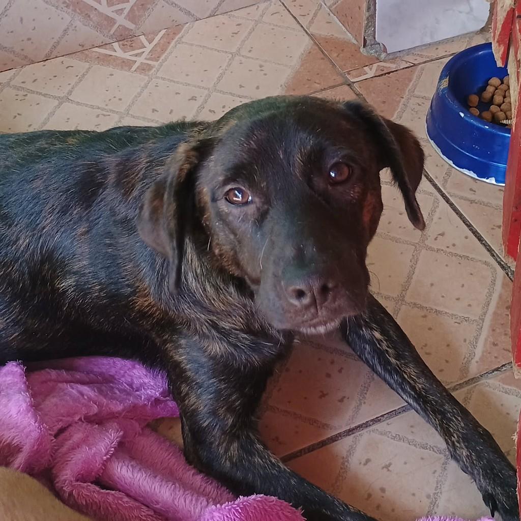 Cappucino, cachorro de porte pequeno para adoção em São Paulo - SP