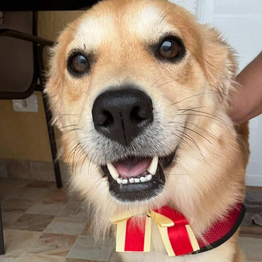 Estela, cachorro de porte médio para adoção em São Paulo - SP